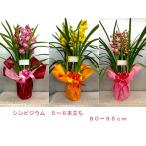 シンビジウム【ラッピング料不要】5〜６本立　８０〜９０ｃｍ（シンビジューム・シンビジウム）