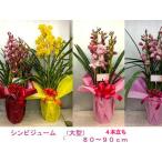 シンビジュウム４本立で４９８０円・...