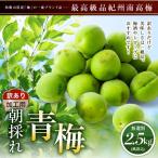 訳あり 青梅 紀州南高梅 完熟 青梅 2.5kg 2.5キロ 不揃い（M〜4L） 梅干し ジュース用 生梅 梅酒用 うめ ウメ 加工用