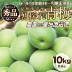 南高青梅（梅酒・梅シロップ用）10kg