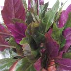 沖縄県産 ハンダマ 3パック(600g) 　【島野菜】葉表が緑、葉裏が紫のツートンカラーが特徴 　ポリフェノールたっぷり野菜はんだま