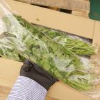  coriander 200g [ shipping time 11~4 month ] coriander fragrant grass Thai cooking Asian cooking 