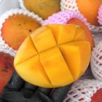 【2023年販売】マンゴー 沖縄県産 優品 １パック（約500ｇ2〜3個）マンゴーお試し 発送6月下旬〜8月下旬