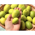  Okinawa префектура производство царапина есть большой маленький включая зизифус примерно 1kg кто раньше, тот побеждает [ ограниченное количество / закончился последовательность конец ] [ отправка 2 месяц средний .~3 месяц последняя декада ]