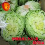  lettuce 1 коробка примерно 5kg(10~14 шт )[ отправка 11 месяц средний .~6 месяц ]