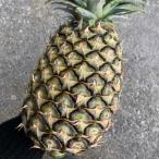  остров сосна 1 шар (1 шар 2kg передний и задний (до и после) ) Okinawa префектура производство 