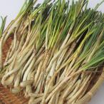 沖縄県産島らっきょう ２Ｋｇ (伊江島産 塩漬けにも最適）