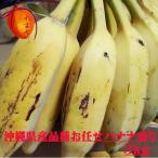 沖縄県産　品種お任せ【訳あり】バナナの盛合せ　約3ｋｇ