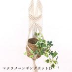 観葉植物 壁掛け ポット Amazon 楽天 ヤフー等の通販価格比較 最安値 Com