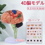 . модель 4D. модель 4D. модель 31 детали медицина анатомия цельный тело человека модель . модель . miso большой .. комплект . нерв .. студент . внутри модель .. для модель медицина образование для 