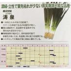 小葱（涛泉）