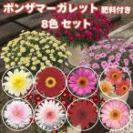 ボンザマーガレット 苗 8色×1株 合計8株 サクラ イチ