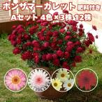 ボンザマーガレット4品種×各3株A...