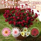 ボンザマーガレット4品種×各2株A...