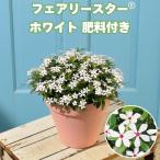 予約苗 フェアリースター 苗 ホワイト 1株 3号ポット 