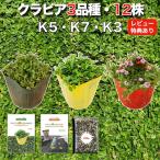 クラピア 全品種お試しセット 苗12株 K7 K5 K3 各4株 3平米用 植栽マニュアル付き グランドカバー 12ポット 肥料付 イワダレソウ改良種