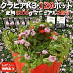 kla Piaa K3 9cm pot seedling 120 pot set pink goods kind iwadare saw improvement kind fertilizer 1200g planting manual attaching 