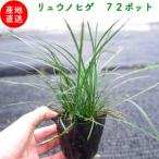  офиопогон японский 9cm pot рассада 72 АО почвопокровные растения вечнозеленый много год . дракон. .. дракон. .janohige растение садовое дерево сырой .. подлесок 