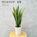 観葉植物 サンスベリア 6号鉢苗 大きい