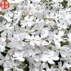  газонная трава Sakura рассада Montblanc белый. цветок товар вид вид 9cm pot 40 АО siba The kla почвопокровные растения много год . подлесок . корень . высота выдерживающий холод .