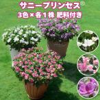 予約苗 サニープリンセス 苗 3色×各1株セット 3.5号ポ