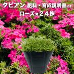 [ Revue привилегия ]ta Piaa n rose 24 АО 9cm pot рассада удобрение есть 3 номер красный товар вид вербена . Suntory цветок z почвопокровные растения вечнозеленый много год .. корень ... меры подлесок 