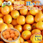 きんかん 山北のキンカン 2L 1.5kg 贈答用 完熟 フルーツきんかん 90〜102個 高知産 高知県山北産 キンカン 金柑 蜜柑 甘い 完熟きんかん 産地直送 送料無料