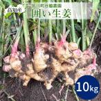 [ предварительный заказ ][ Sagawa производство прямой ] сырой . Kochi префектура производство местного производства имбирь 10kg сельское хозяйство дом прямая поставка . бок сельское хозяйство . Kochi производство имбирь 10 kilo .. сырой . мытье приправа дом для для бизнеса бесплатная доставка Yamato отправка 