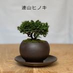壮大な景色 連山ヒノキ 盆栽 黒陶器
