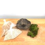  бонсай комплект человеческий труд ... горшок 14cm сеть есть ..koke мох .... бонсай комплект ... горшок 