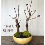  Sakura. бонсай asahi гора Sakura ..... Sakura 2 шт.@.. бонсай десять тысяч старый . желтый чаша teppachi Sakura Sakura ..... покупка 