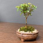  бесплатная доставка бонсай keyaki 4 сезон .. изменение . можно наслаждаться книга@keyaki бонсай День матери День отца День почитания пожилых людей . календарь .... дзельква 