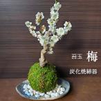 кокэдама бонсай слива кокэдама аромат высокий белый цветок ume белый слива. ... кокэдама уголь ... контейнер комплект Hakuba i..