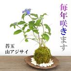 苔玉 こけだま ヤマアジサイ 寄せ植え 苔玉 くらま岩器 敷石つき 山紫陽花 あじさい 苔玉 こけだま コケダマ