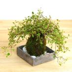  кокэдама бонсай маленький лист блестящий кокэдама wire растения кокэдама .. угол контейнер комплект кокэдама ....kokedama