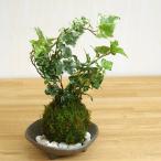  кокэдама бонсай введение версия ..... кокэдама ivy три пара пепел контейнер комплект кокэдама ....kokedama