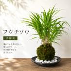  кокэдама ....kokedama способ .......... способ .. хаконехлоа маркас кокэдама чёрный Bizen контейнер комплект ... похоже ... ..