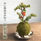 苔玉 送料無料 紅長寿梅 苔玉 黒備前器小 セット チョウジュバイ ちょうじゅばい 苔玉 こけだま コケダマ 紅長寿梅 苔玉