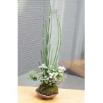  кокэдама бонсай ... считая ....toksa различный лист цвет первый снег kazlatoksa первый снег kazla. кокэдама три пара пепел контейнер комплект кокэдама ....kokedama