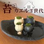  мох интерьер Moss Moss семья серии ... три плата Moss лягушка 2 шт ko лягушка 2 шт chibi лягушка 2 шт уголь ... контейнер комплект Mashiko подлинный гора .koke террариум koke культивирование .