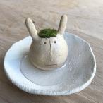  мох koke террариум Moss Moss подлинный гора . Moss заяц чёрный * серый серия поддонник комплект керамика ....