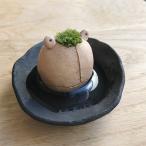  мох koke симпатичный подлинный гора . Moss Moss Moss лягушка поддонник комплект mosmos Mashiko керамика дом декоративное растение koke террариум интерьер koke культивирование подарок день рождения День отца лягушка .