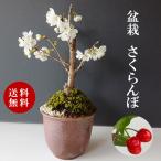  бонсай цветение конец sa Clan bo десять тысяч старый красный круг цветочный горшок . love . реальный ... ... вишня Banko . красный реальный реальный . становится Sakura Sakura 