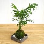  кокэдама бонсай resort настроение стол cocos nucifera. кокэдама .. угол контейнер комплект ....kokedama