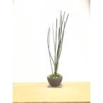  бонсай . товар высокий мир. атмосфера toksa. бонсай .. пепел горшок внизу тарелка комплект 