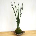  кокэдама бонсай . товар высокий мир. атмосфера toksa. кокэдама .. чайная посуда плитняк комплект toksakokedama