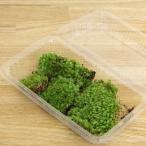  бонсай конструкция и т.п. активность yamagoke упаковка 