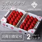 5 end of the month . now season end![ date designation possible ][migaki strawberry silver (. home for / large grain )2 pack 320g×2] strawberry direct delivery from producing area fresh Miyagi prefecture production hand earth production high class .. gift 