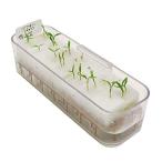 リビングファームパクチー水耕栽培苗...