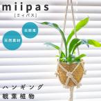 ビカクシダハンギング観葉植物本物吊り下げつり下げ天井から吊るすヘデラハンギ...